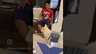 थोड़ा सा बचा दो🐶Chiraagbhandarivlogg dog doglover shorts ytshorts motivation [upl. by Acinelav]