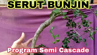 BAHAN BONSAI SERUT BUNJIN SEMI CASCADE [upl. by Evslin]