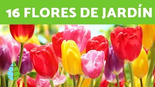 16 PLANTAS de SOL ☀️ FLORES para EXTERIORES [upl. by Marya311]