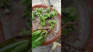 How to Propagate Aloe vera with leaf [upl. by Edette]