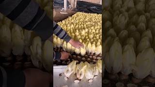 Beautiful and Unique Endive Harvesting satisfying RomFarm [upl. by Haerr]