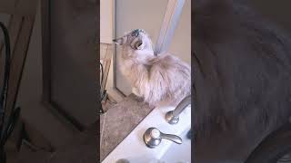 Our neighbors cat is in heat cat siberian siberiancat cats russian [upl. by Laise]