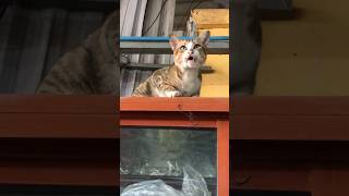 Stray Cat Ask For Adopted 🐈🥲shortvideo cat catts cutecat catfunny [upl. by Htebiram964]