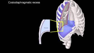 Pleural membranes [upl. by Nilyram2]