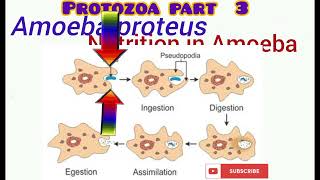 Protozoa part 3 [upl. by Nnyrat]