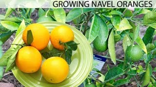 Growing The Best Oranges  Washington Navel Orange [upl. by Hart]