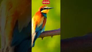 Fishwinged bird shortvideo birds viralvideo nature [upl. by Wolliw552]