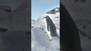 🐧 Penguins Propose to Their Mates with Pebbles 💍 marriage proposal animals penguin [upl. by Noet]