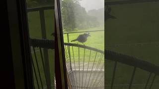 Cute Barred antshrike morning greeting  Thamnophilus doliatus  Birding Costa Rica 🇨🇷 [upl. by Einahpad]