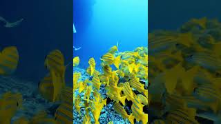 Fish pool padidiving fish ocean mantaray paditv ronaldomessi scubadiving oceanicmantaray [upl. by Oiramad752]