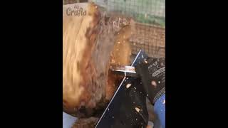 Woodturning Cherry Graft shorts shortsvideo [upl. by Sarene670]