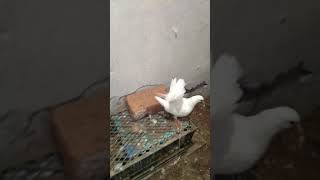 Laka pigeon breeding progress fantail pigeons [upl. by Yusuk]