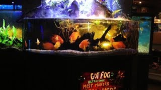 Is it safe to use a mist maker in a Fishtank Talking Fog with The House of Hydro [upl. by Edyaj]