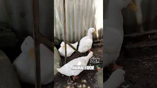 Duck 🦆  Animal Farm animallover [upl. by Sudnor381]