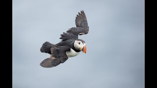 Puffin in Flight on Windy Afternoon with Arthur MorrisBIRDS AS ART [upl. by Gaylene]