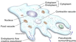 Amoebaunicellular Organism [upl. by Nickles]