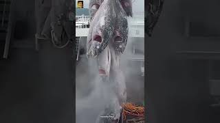 😱 Tuna fish facts 😲❓facts tamifacts factstamil tuna tunafish fishing [upl. by Kier]