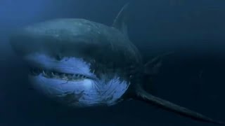 Mega Shark Versus Mecha Shark 2014  Mega Shark  Megalodon Screen Time [upl. by God637]