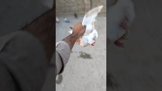 how to catch pigeon video kabotarpakravideo pigeon kabutar whatsapp shorts [upl. by Amil]