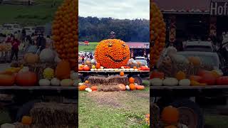 Römerhof Bülach Pumpkin decorating is Swiss [upl. by Ahseinar634]