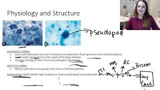 Entamoeba histolytica [upl. by Auof]