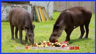 Ecuadorian Tapir  Hermosos Animales Rescatados  Ecuador Ama La Vida [upl. by Eirotal]