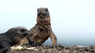 Iguana vs Snake  Planet Earth II  BBC America [upl. by Meedan]