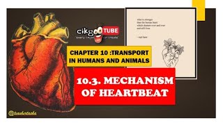 BIOLOGY KSSM FORM 4 103 MECHANISM OF HEARTBEAT [upl. by Hajile776]