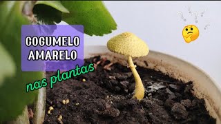 Cogumelo amarelo no vaso das plantas  FUNGO  Leucocoprinus birnbaumii [upl. by Akoek187]