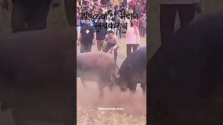 Zunj premi mahad bhiwandi redajhunjh shortsvideo bull [upl. by Lunetta]