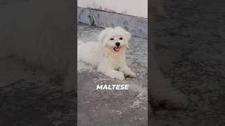 Maltese dog ✅malteselovers malteseofficial shorts dogbreed malta puppy [upl. by Gonnella]