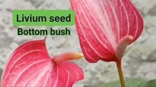 Livium seeds bottom bush for sale 🌿🌸 Rs 3000 anthurium plants flowers [upl. by Ellehs]