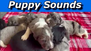 Puppy Sounds  Sounds Dogs Love [upl. by Kotta]