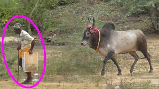 தாத்தாவின் வளர்ப்பு 🥰❤🥰jallikattujallikattu videoPudukkottai jallikattuthanjavur jallikattu [upl. by Anabelle]