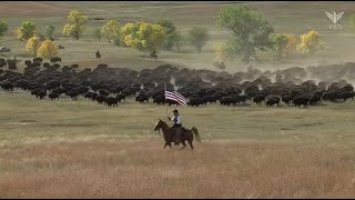 2023 Custer State Park Buffalo Roundup Live Stream  SDPB [upl. by Wisnicki]