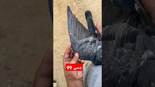 گھر کے شوق سے 99 نمبر مِسے کبوتر کا شوق۔ missay kabootar [upl. by Epuladaugairam]