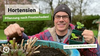 Hortensie in Kübel pflanzen und Frostschaden beseitigen incl Tipps zu Stecklingen und Vermehrung [upl. by Ennybor]