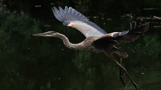 Herons at the local urban park Great blue heron Night heron and Bittern [upl. by Nede740]