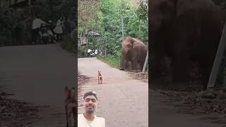 Kukure rasta hatier ke elephant elephantvillage animals forestelephant wildlife elephantnatu [upl. by Yenar]