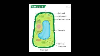 vacuole structure and function  Biology  padhaicom shorts [upl. by Anhaj323]