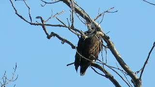 Eagle in tree Canon Powershot SX540 HS test [upl. by Assirim]