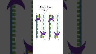 Polymerase Chain Reaction PCR shorts [upl. by Nytsirhc]