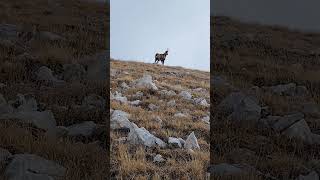 Camoscioabruzzo trekking campoimperatore rifugioducadegliabruzzi [upl. by Laird]