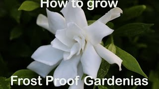 How to grow Frost Proof Gardenia with description and advice [upl. by Oisacin]