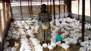 comment reussir lelevage des poulets de chairs en afrique avec un petit budget [upl. by Gitel]