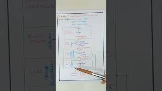 Bilirubin LFT Production and Excretion of bilirubin [upl. by Rattray]