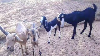 Desi Bakri Wali Video In Goat Farming  Best Goat Sounds Video [upl. by Anaejer]