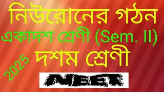 নিউরোণ গঠন XI SemII  মাধ্যমিক NEET 2025 [upl. by Oidgime925]