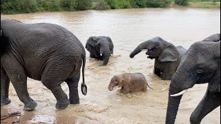 💦💦 Elephants 🐘🐘 swimming happily in the rain💦💦 [upl. by Cordie]