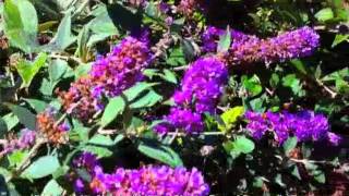 Buddleia Lo amp Behold Blue Chip  Dwarf Butterfly Bush [upl. by Sessylu307]